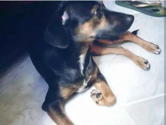 Cachorro ra a Srd idade 3 anos nome Lady