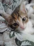 4 gatinhos abandonados