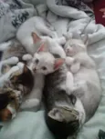 4 gatinhos abandonados