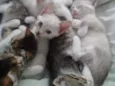 4 gatinhos abandonados