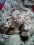4 gatinhos abandonados
