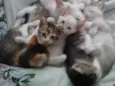 4 gatinhos abandonados