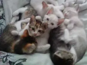 Gato raça Srd idade Abaixo de 2 meses nome 4 gatinhos abandonados