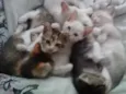 4 gatinhos abandonados