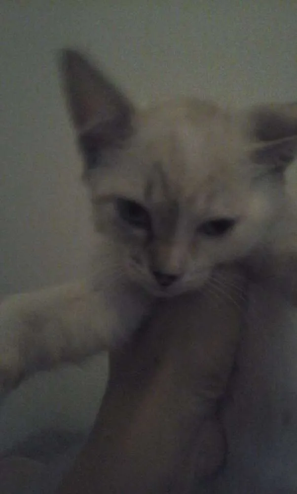 Gato ra a Srd idade Abaixo de 2 meses nome 4 gatinhos abandonados
