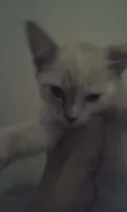 4 gatinhos abandonados
