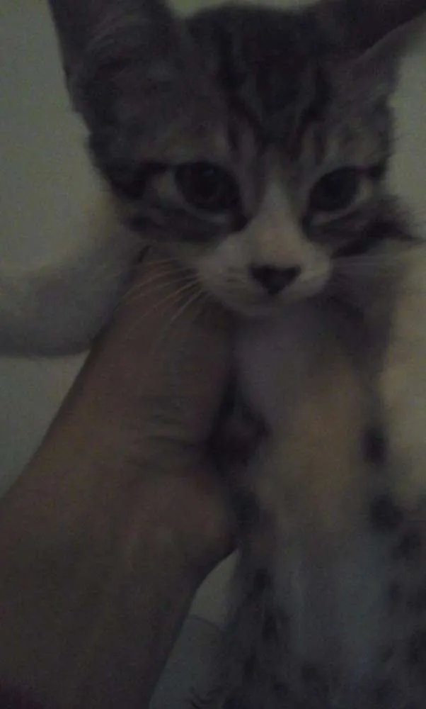 Gato ra a Srd idade Abaixo de 2 meses nome 4 gatinhos abandonados