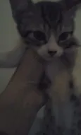 4 gatinhos abandonados