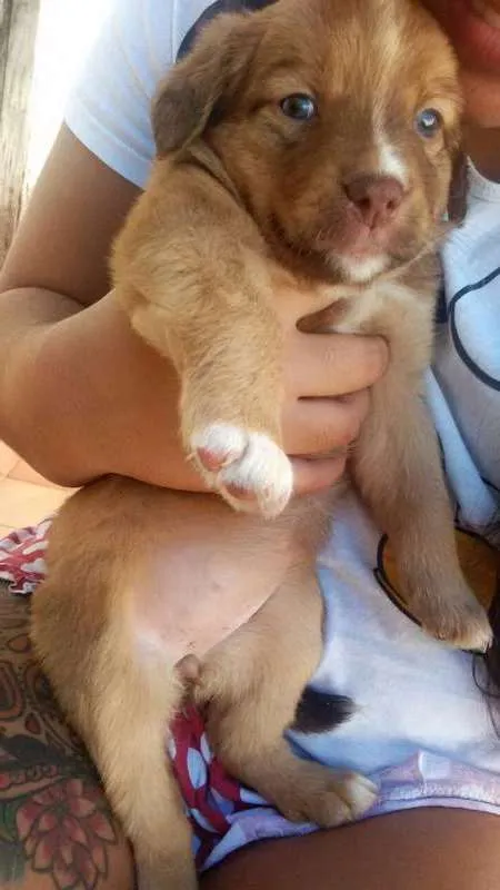 Cachorro ra a SRD idade 2 a 6 meses nome Rimena