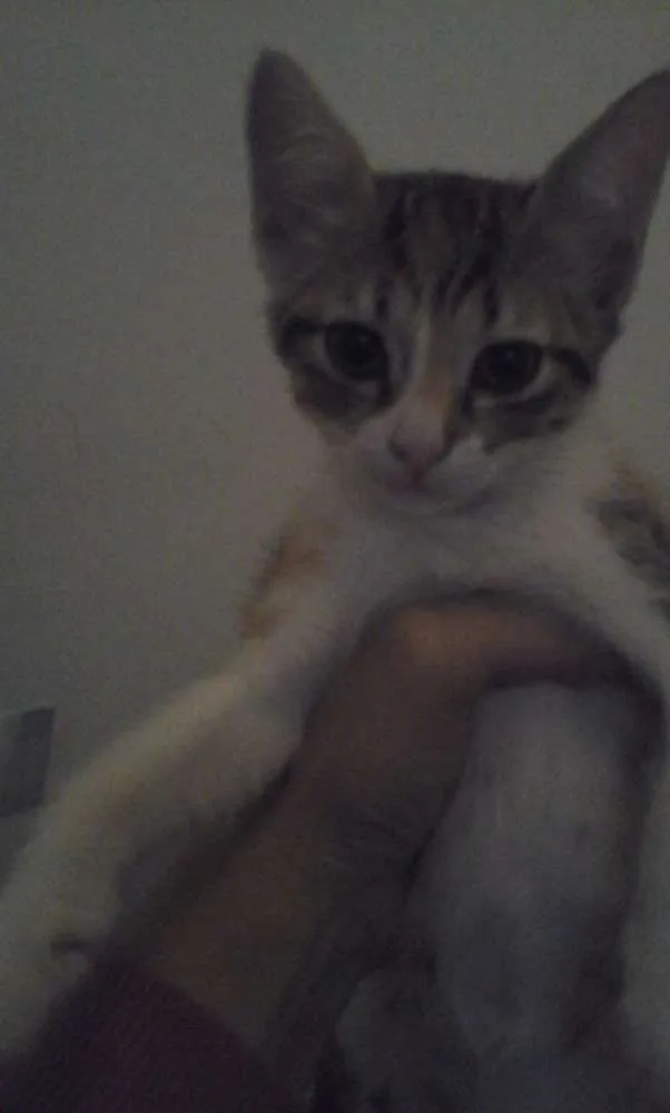 Gato ra a Srd idade Abaixo de 2 meses nome 4 gatinhos abandonados