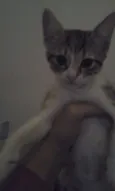 4 gatinhos abandonados