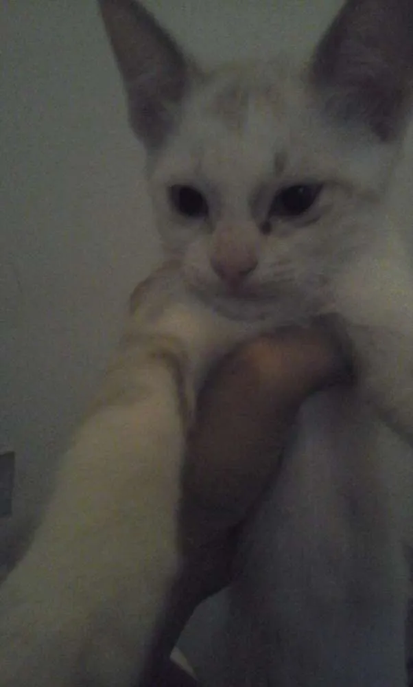 Gato ra a Srd idade Abaixo de 2 meses nome 4 gatinhos abandonados