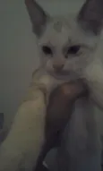 4 gatinhos abandonados
