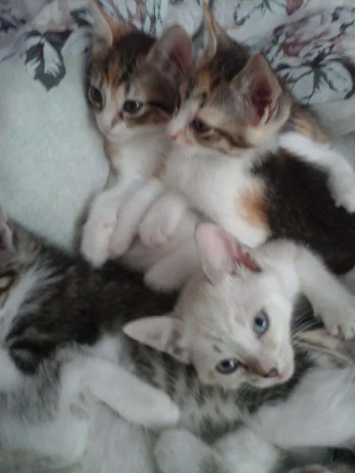 Gato ra a Srd idade Abaixo de 2 meses nome 4 gatinhos abandonados