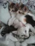 4 gatinhos abandonados