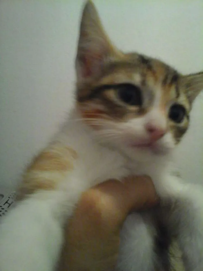 Gato ra a Srd idade Abaixo de 2 meses nome 4 gatinhos abandonados