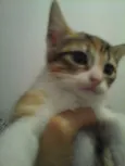 4 gatinhos abandonados