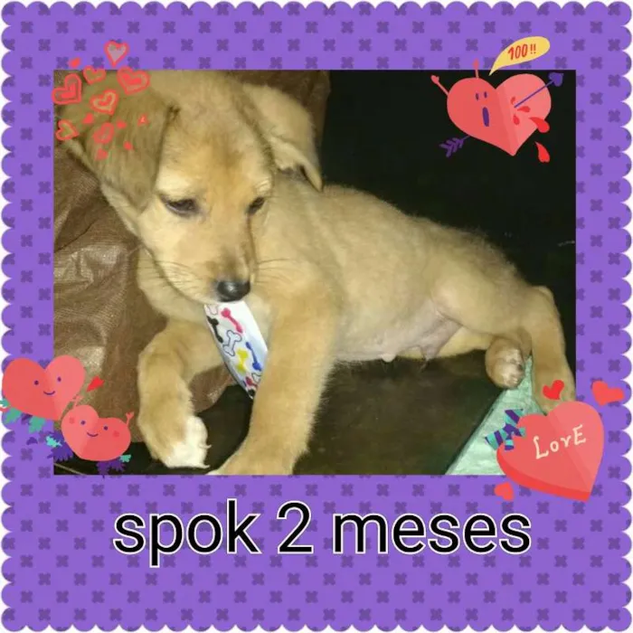Cachorro ra a SRD idade 2 a 6 meses nome diguinho