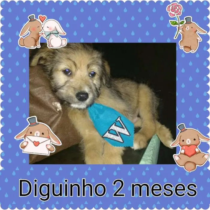Cachorro ra a SRD idade 2 a 6 meses nome diguinho