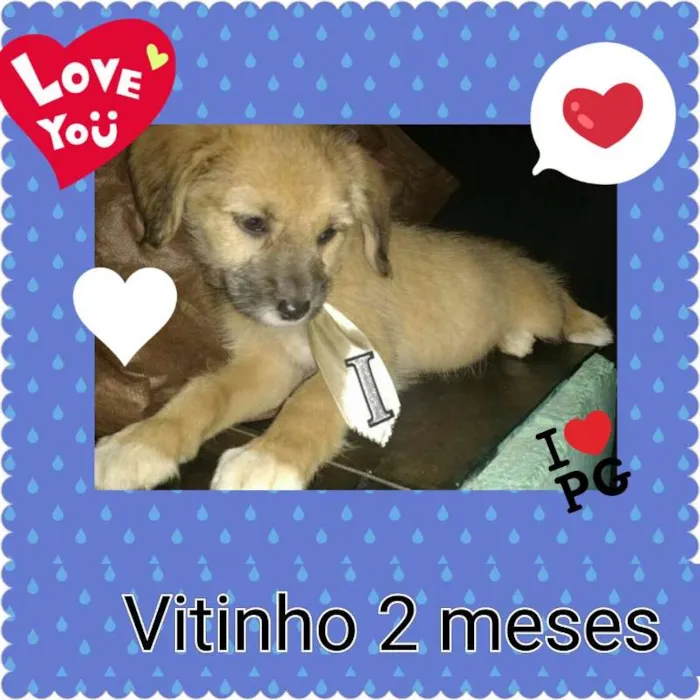 Cachorro ra a SRD idade 2 a 6 meses nome diguinho