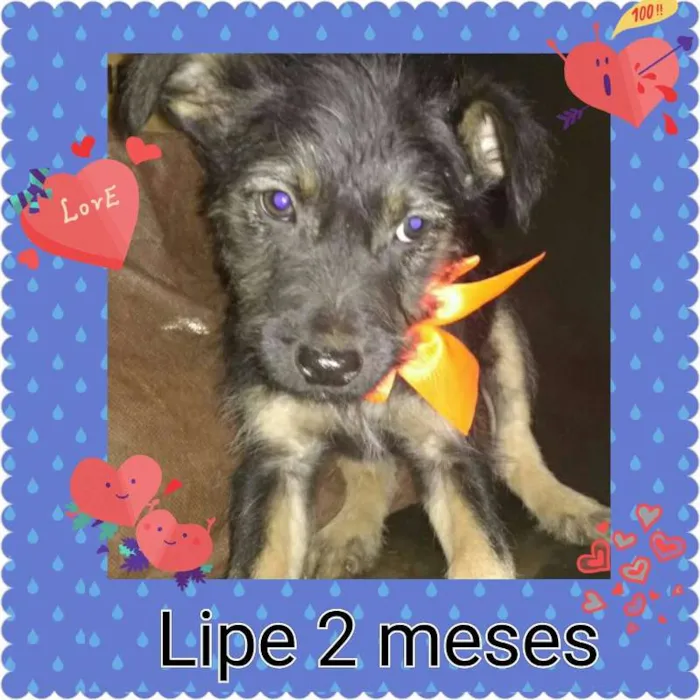 Cachorro ra a SRD idade 2 a 6 meses nome diguinho