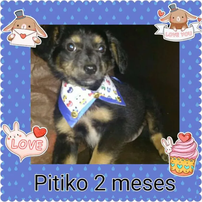 Cachorro ra a SRD idade 2 a 6 meses nome diguinho