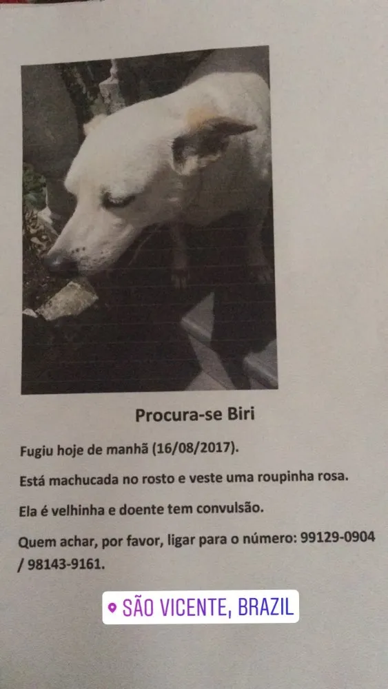 Cachorro ra a Vira lata idade  nome  Biri