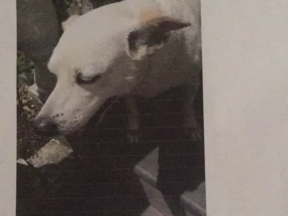 Cachorro ra a Vira lata idade  nome  Biri