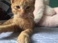 SIMBA