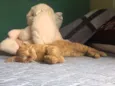 SIMBA