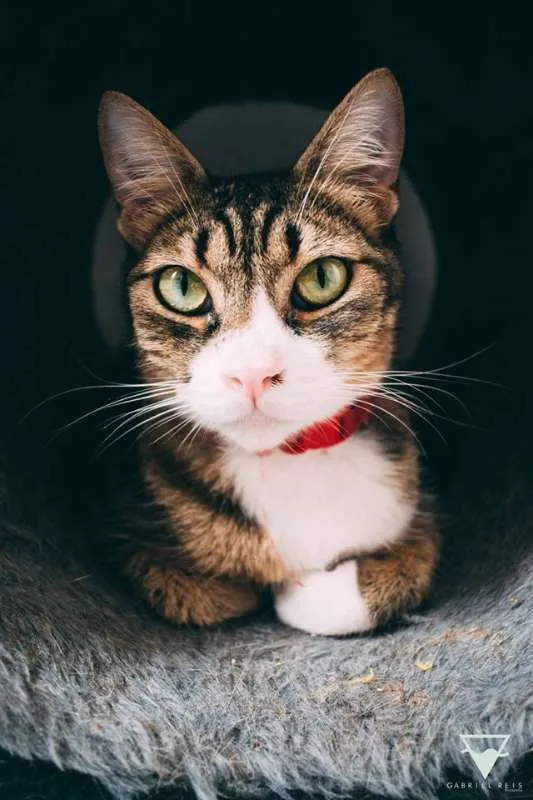 Gato ra a  idade 2 anos nome Cecilia