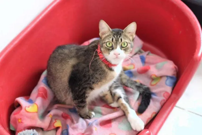 Gato ra a  idade 2 anos nome Cecilia
