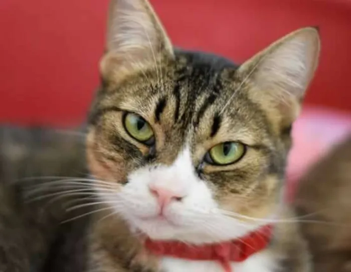 Gato ra a  idade 2 anos nome Cecilia