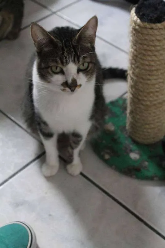 Gato ra a  idade 3 anos nome Lirio