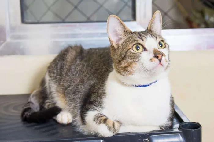Gato ra a  idade 3 anos nome Lirio