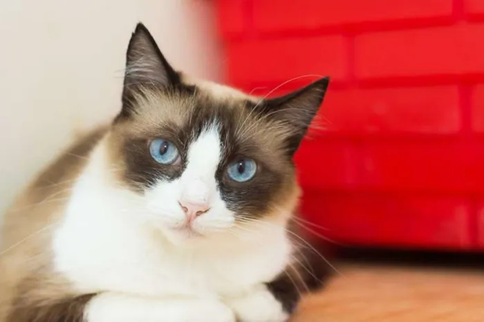 Gato ra a  idade 6 ou mais anos nome Mufasinha