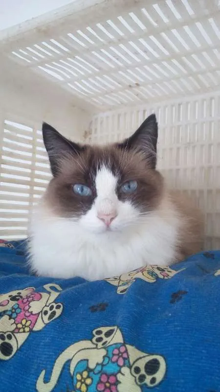 Gato ra a  idade 6 ou mais anos nome Mufasinha