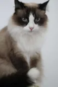 Mufasinha