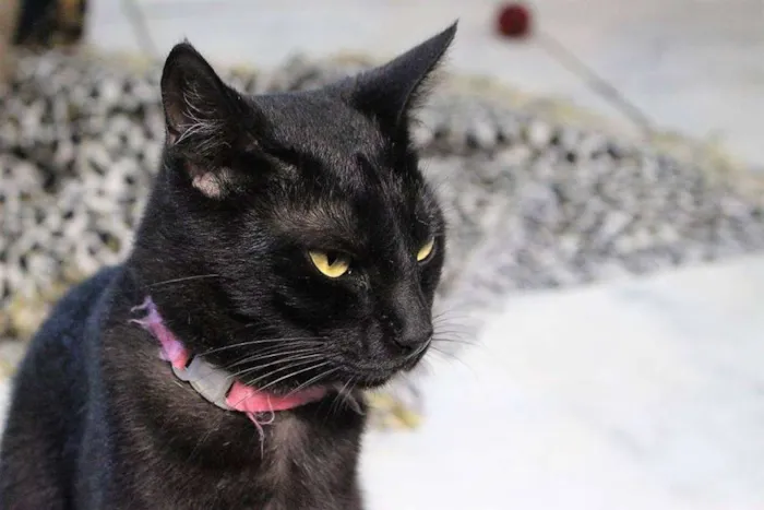 Gato ra a  idade 2 anos nome Salete