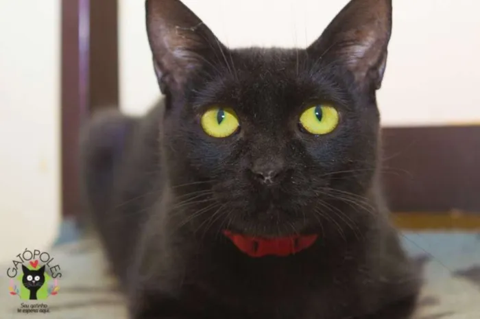 Gato ra a  idade 2 anos nome Salete