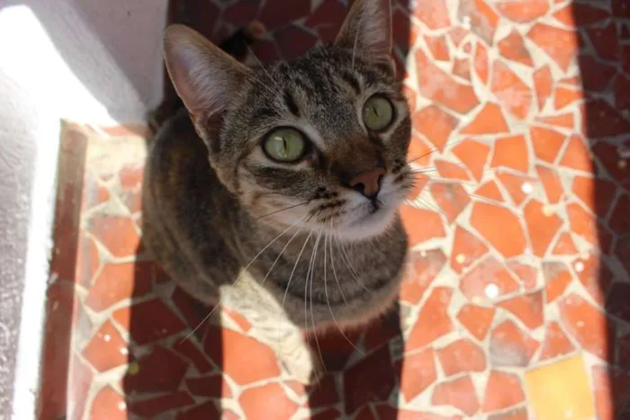 Gato ra a SRD idade 3 anos nome Myra