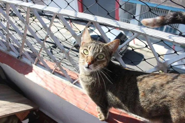 Gato ra a SRD idade 3 anos nome Myra