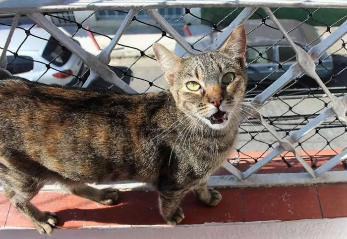 Gato ra a SRD idade 3 anos nome Myra