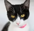Nala