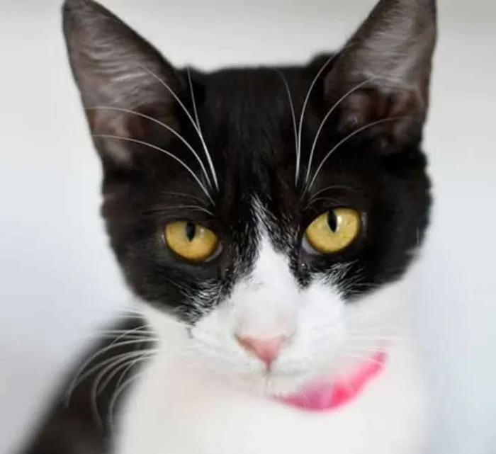Gato ra a  idade 7 a 11 meses nome Nala