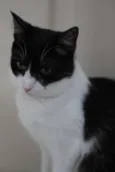 Nala