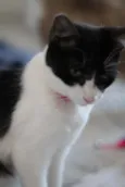 Nala