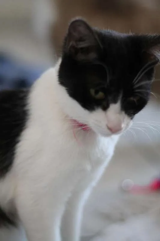 Gato ra a  idade 7 a 11 meses nome Nala