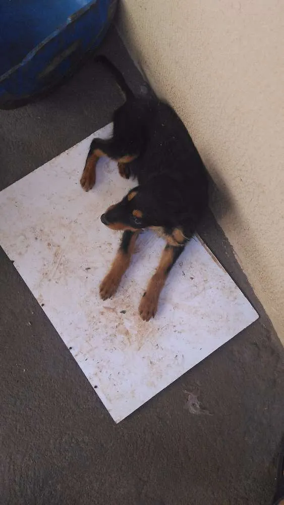 Cachorro ra a Vira lata idade 2 a 6 meses nome Marronzinha