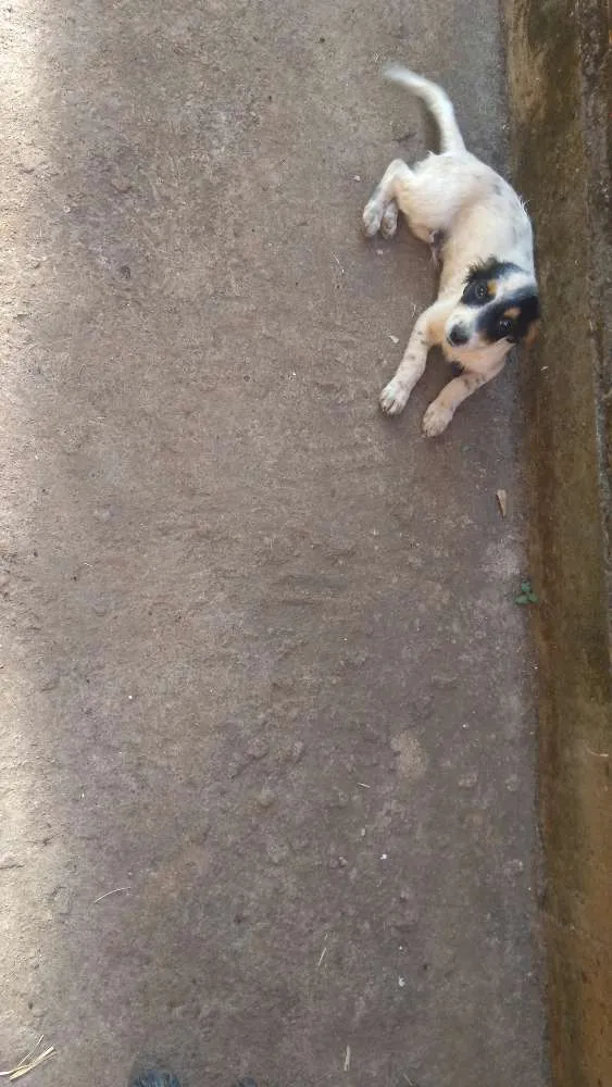 Cachorro ra a Vira lata idade 2 a 6 meses nome Marronzinha